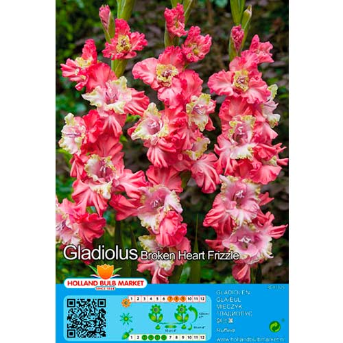 5 Stück, Gladiole Broken Heart Frizzle - Zwiebeln: Ilość w opakowaniu: 5 Stück