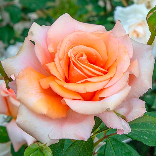 1 Pflanze(n), Großblütige Rose Luna Di Miele - Setzlinge: Ilość w opakowaniu: 1 Pflanze(n)