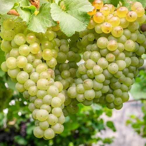 Videira Aurora - Plântulas: Ilość w opakowaniu: 1 plant