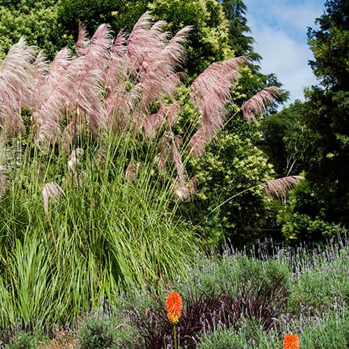 Hierba de la Pampa Pluma Rosa, С2 - Plántulas: Ilość w opakowaniu: 1 plant