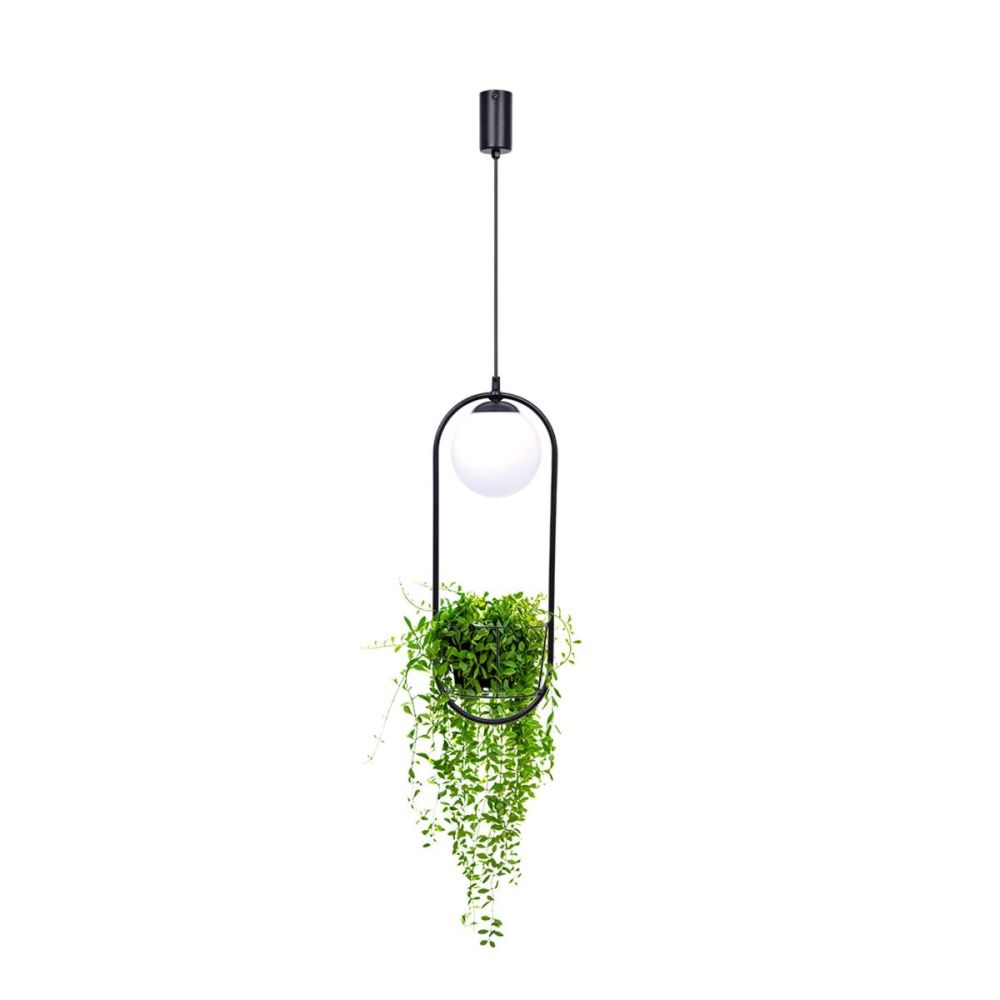 Zuma Line Plant lampa wisząca 1x40 W czarna 5003 - Wysyłka w 24h