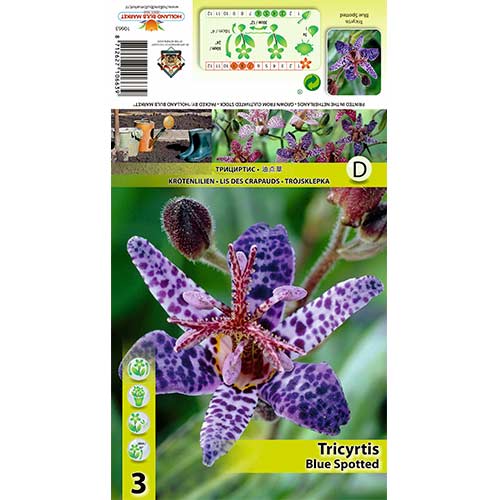 3 szt., Trójsklepka Blue Spotted - Byliny: Ilość w opakowaniu: 3 szt.