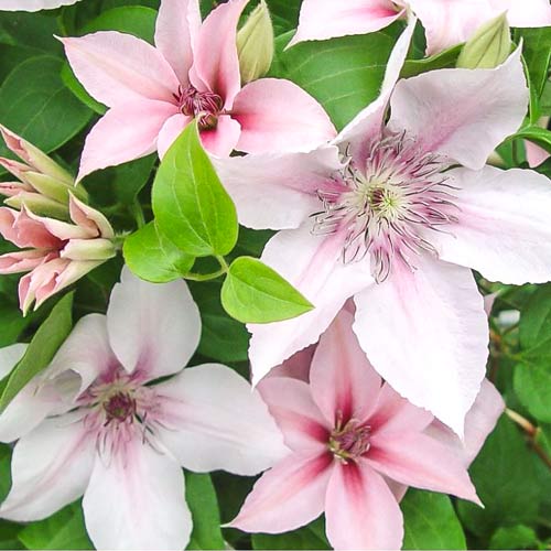 1 buc, Clematis Jan Paweł II - Răsaduri: Mod de ambalare: 1 buc