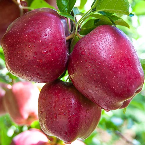 1 buc, Măr Starkrimson Delicious - Puieți: Mod de ambalare: 1 buc
