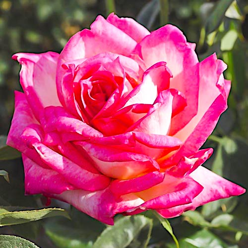 1 saz, Růža (Rosa) velkokvětá Desse - : Monžstvo balíkov: 1 saz