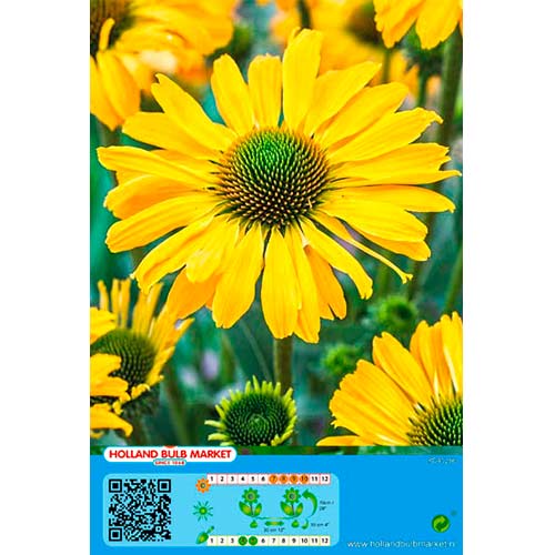 1 cib, Třapatka (Echinacea) žlutá - : Monžstvo balíkov: 1 cib