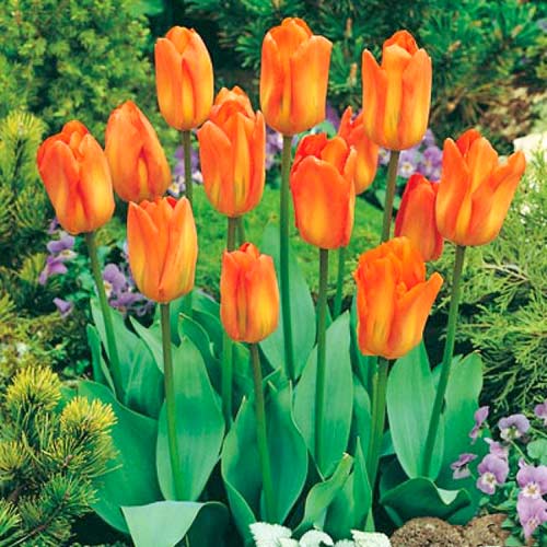 5 Stück, Tulpe Purissima Orange - Blumenzwiebeln: Ilość w opakowaniu: 5 Stück