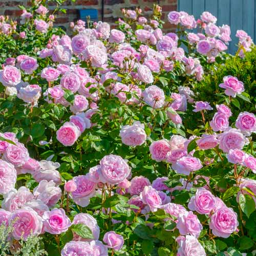 1 Pflanze(n), Kletterrose Olivia Rose Austin , C5 - Setzlinge: Ilość w opakowaniu: 1 Pflanze(n)