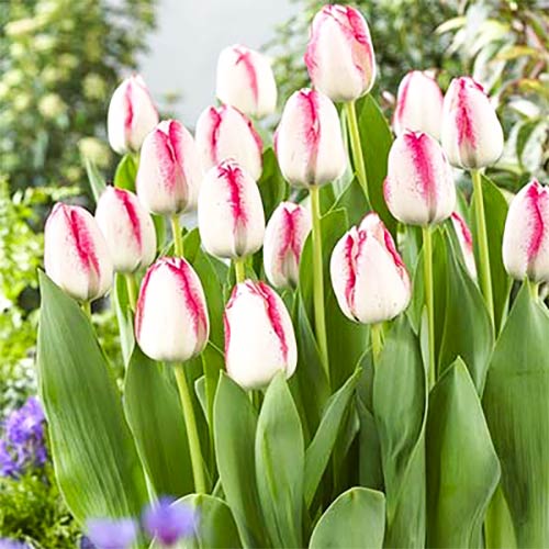 5 Stück, Tulpe Playgirl - Blumenzwiebeln: Ilość w opakowaniu: 5 Stück