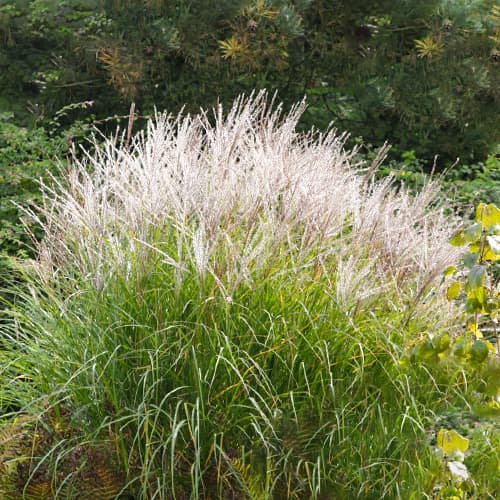 1 Pflanze(n), Chinaschilf (Miscanthus) Silberspine - Setzlinge: Ilość w opakowaniu: 1 Pflanze(n)