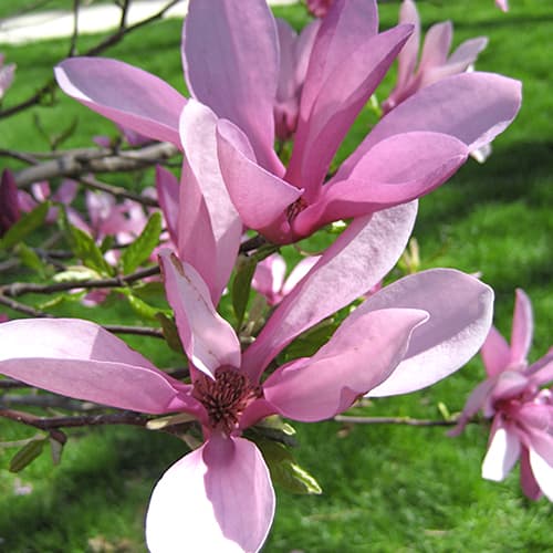 1 Pflanze(n), Magnolie Betti - Setzlinge: Ilość w opakowaniu: 1 Pflanze(n)