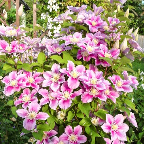 Clematis (Clematis) Piilu, P9 - Plântulas: Ilość w opakowaniu: 1 plant