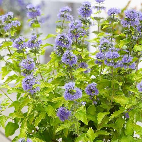 1 buc, Caryopteris Hint of Gold - Răsaduri: Mod de ambalare: 1 buc