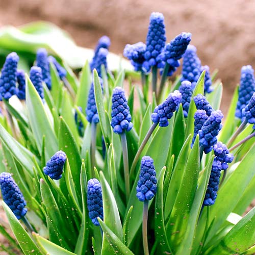 7 buc, Pachet economic! Muscari Armeniacum - Bulbi: Mod de ambalare: 7 buc