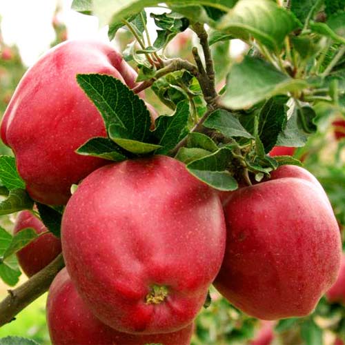 1 buc, Măr Red Delicious - Puieți: Mod de ambalare: 1 buc