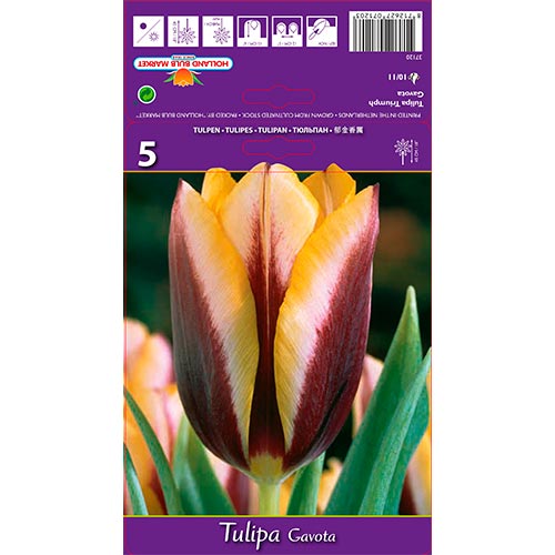 5 db, Tulipán Gavota - Hagymák: Mod de ambalare: 5 db