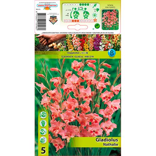 5 Stück, Zwerg-Gladiole Nathalie - Zwiebeln: Ilość w opakowaniu: 5 Stück