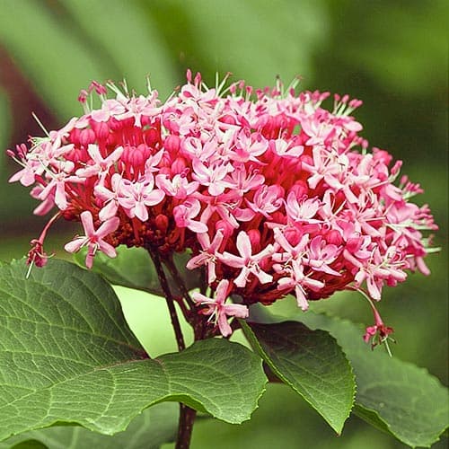 1 buc, Clerodendrum bungei - Răsaduri: Mod de ambalare: 1 buc