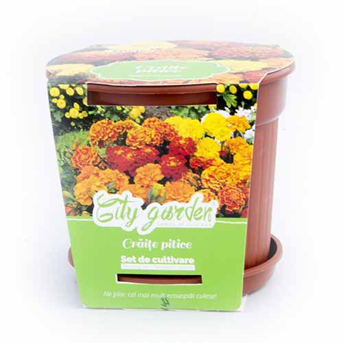 1 pac, Set de cultivare - Crăițe pitice mix multicolor - Semințe: Mod de ambalare: 1 pac