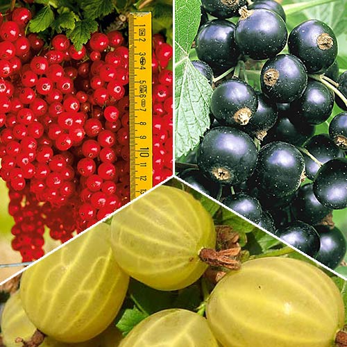 3 buc, Super ofertă! Set de fructe de padure 3 răsaduri - : Mod de ambalare: 3 buc