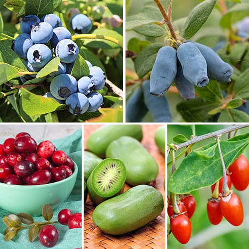 Ofertă specială! Arbuști fructiferi Perla Siberiei, set de 5 soiuri - Răsaduri: Mod de ambalare: 5 buc