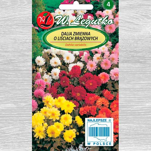 1 pac, Dalii duble Diablo, mix multicolor Legutko - Semințe: Mod de ambalare: 1 g