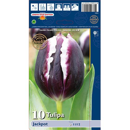 10 kus, Tulipán Jackpot - : Monžstvo balíkov: 10 kus