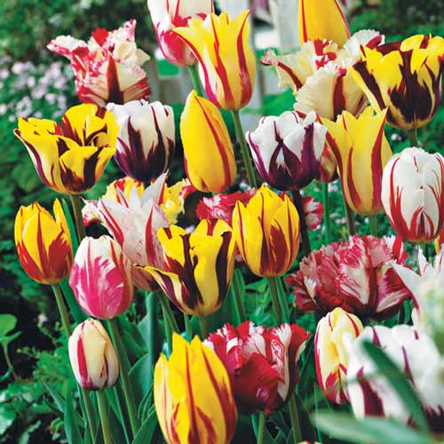 Tolles Angebot! Tulpe Grace, Set von 18 Knollen - Blumenzwiebeln: Ilość w opakowaniu: 18 Stück