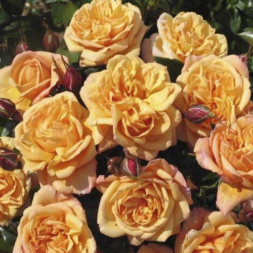 Rosa trepadeira Susie , С5 - Plântulas: Ilość w opakowaniu: 1 plant
