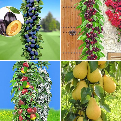 Conjunto de pomar, 4 mudas - Plântulas: Ilość w opakowaniu: 4 plant