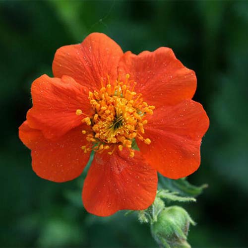 1 buc, Cerențel (Geum) Borisii - Răsaduri: Mod de ambalare: 1 buc