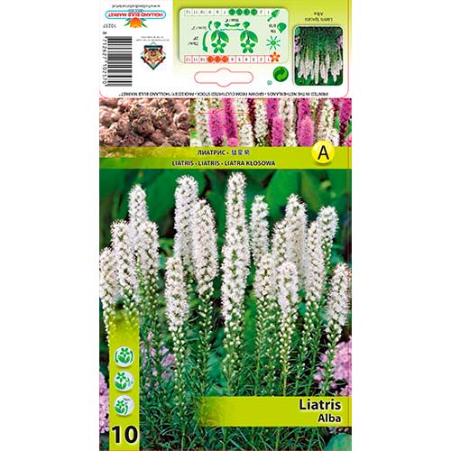 10 buc, Steaua strălucitoare (Liatris Spicata) Alba - Bulbi: Mod de ambalare: 10 buc