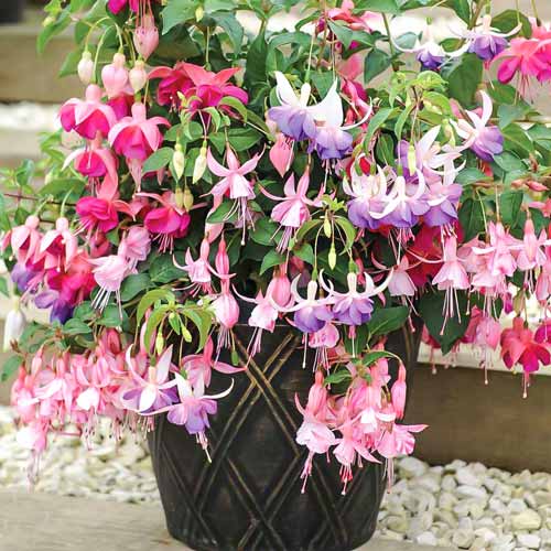 1 buc, Cerceluș (Fuchsia) Garden News - : Mod de ambalare: 1 buc