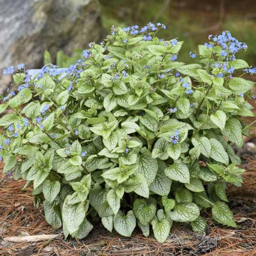 1 db, Kaukázusi nefelejcs (Brunnera) Silver Heart, C3 - Palánták: Mod de ambalare: 1 db
