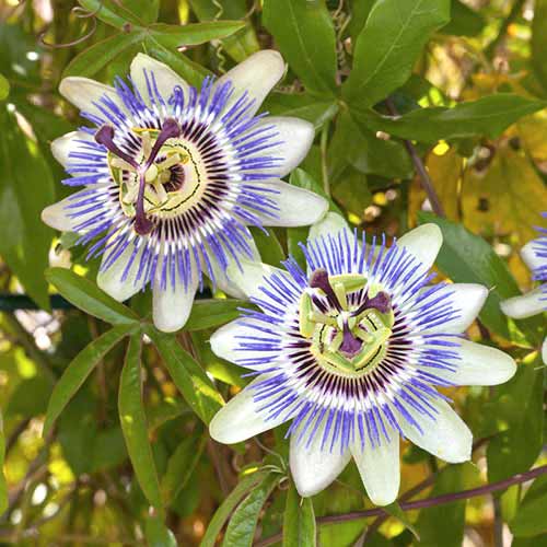 1 Stück, Passionsblume White-Blue - Stauden: Ilość w opakowaniu: 1 Stück