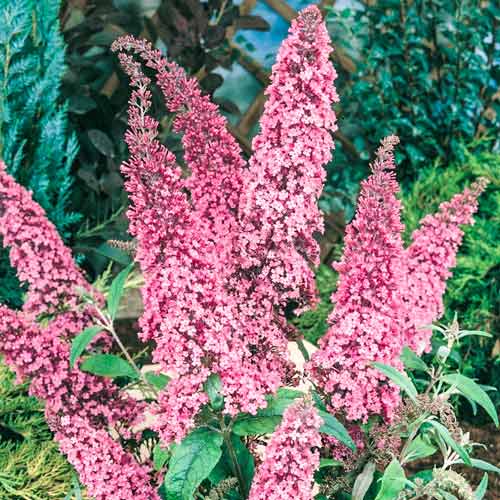 1 sadz, Buddleja Dawida Pink Delight, С2 - Sadzonki: Ilość w opakowaniu: 1 sadz
