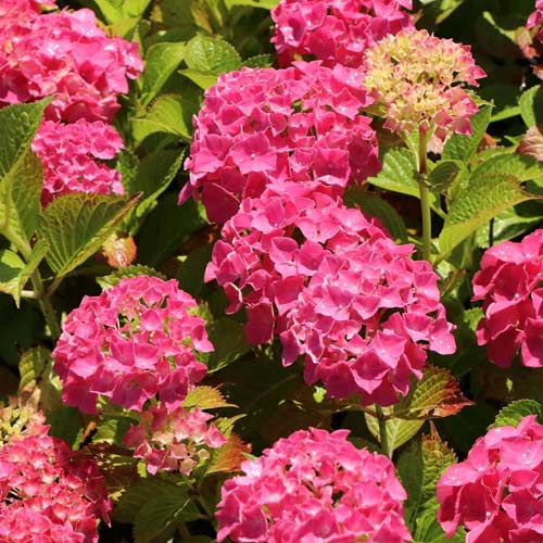 1 buc, Hortensia macrophylla Alpengluhen, P9 - Răsaduri: Mod de ambalare: 1 buc