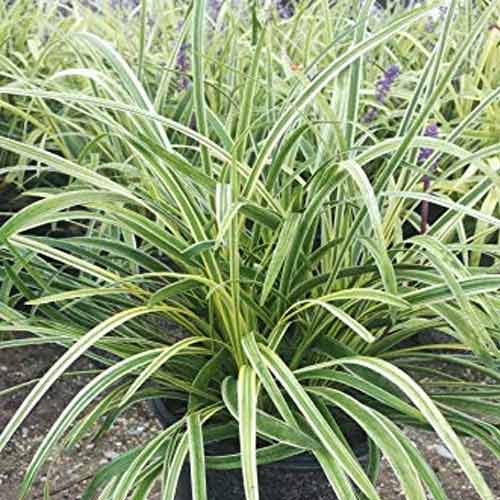 1 buc, Rogoz (Carex) Evergold - Răsaduri: Mod de ambalare: 1 buc