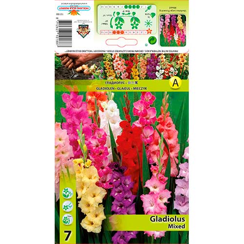 7 buc, Gladiole Ruffle mix multicolor - Bulbi: Mod de ambalare: 7 buc
