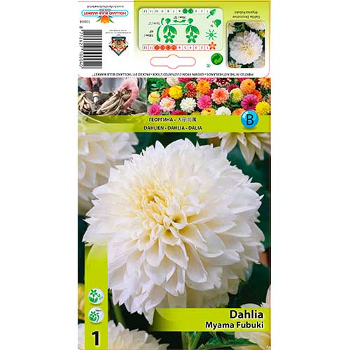 1 buc, Dalie Myama Fubuki - Bulbi: Mod de ambalare: 1 buc