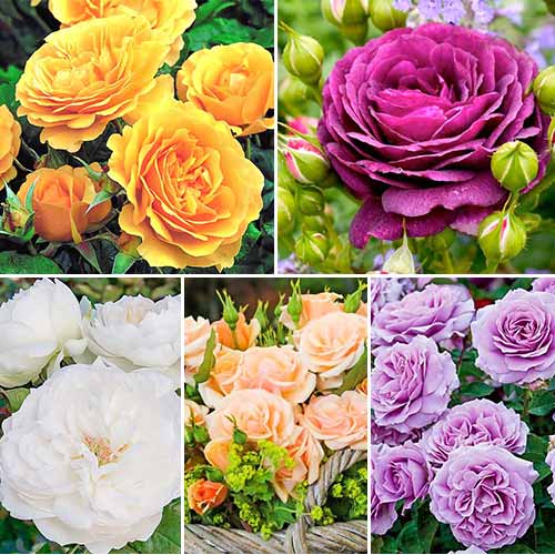 5 buc, Super-ofertă ! Set de trandafiri floribunda 5 butași - : Mod de ambalare: 5 buc