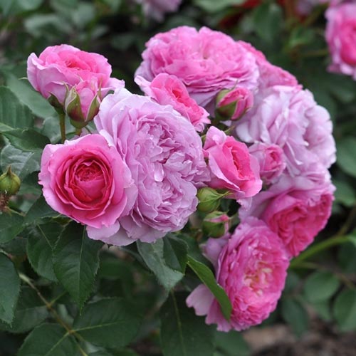 1 saz, Růže floribunda Renee van Wegberg - : Monžstvo balíkov: 1 saz
