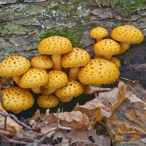 1 szt, Tőkegomba (Nameko) - : Mod de ambalare: 1 db