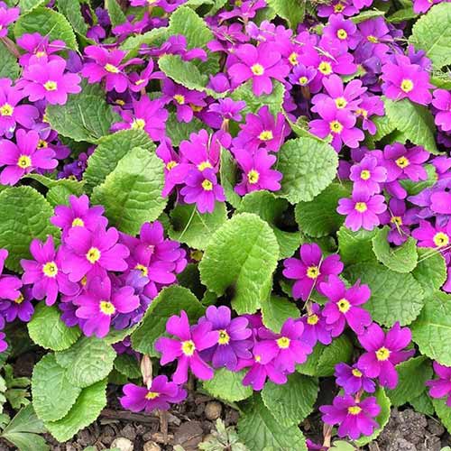 1 szt, Pierwiosnek juliana (Primula) Wanda - Sadzonki: Ilość w opakowaniu: 1 sadz
