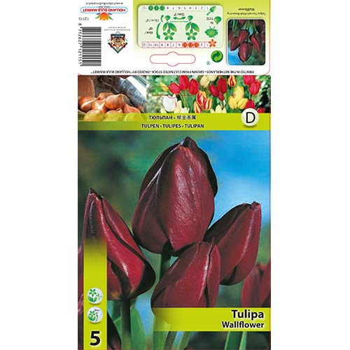 5 buc, Lalele Wallflower - Bulbi: Mod de ambalare: 5 buc