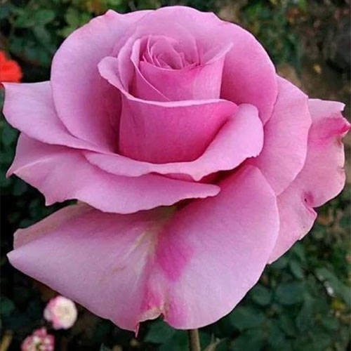 1 buc, Trandafir floribunda Pink Pimpernel - Butași: Mod de ambalare: 1 buc