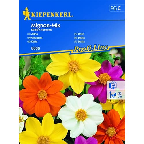 1 pac, Dalie Mignon, mix multicolor - Semințe: Mod de ambalare: 1 pac