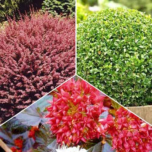 3 buc, Super ofertă! Plante ornamentale topiare, set de 3 soiuri - : Mod de ambalare: 3 buc