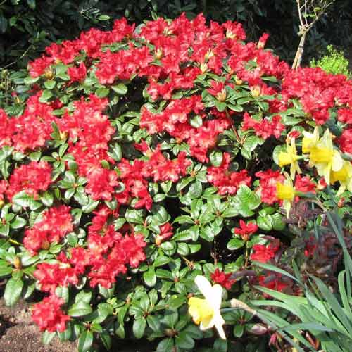 1 saz, Rododendron Scarlet Wonder - : Monžstvo balíkov: 1 saz
