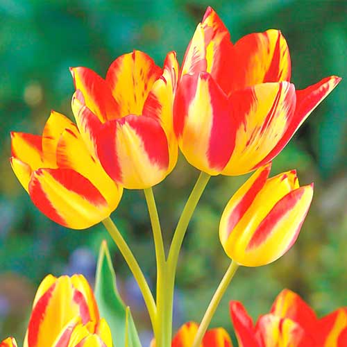 5 Stück, Tulpe Florette - Blumenzwiebeln: Ilość w opakowaniu: 5 Stück